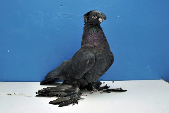 Uzbek war pigeons: video, varieties, breeding