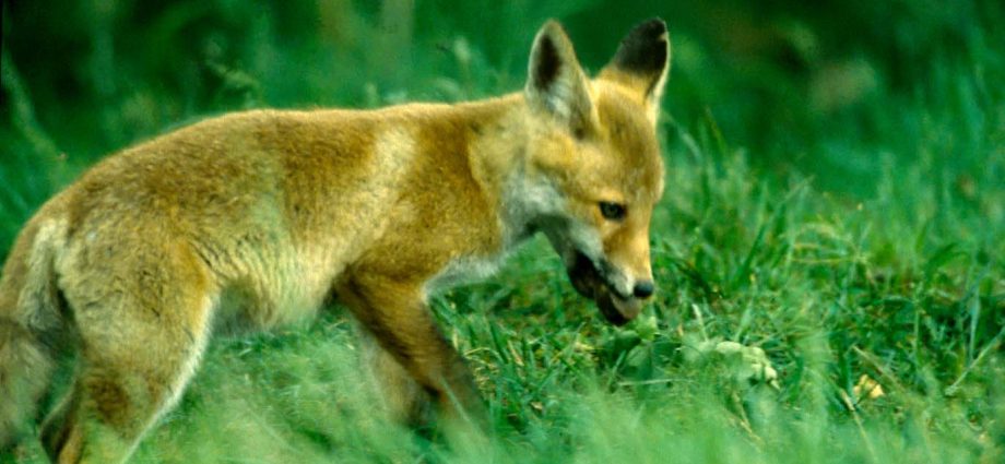 Vaccinating foxes practically eliminated rabies