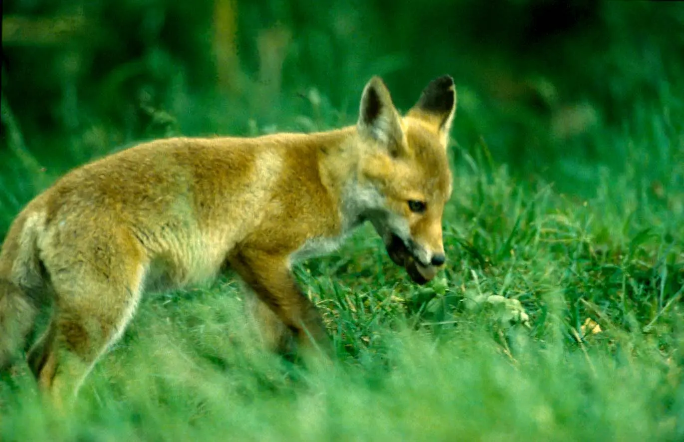 Vaccinating foxes practically eliminated rabies