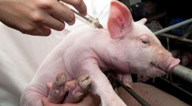 Vaccinations for pigs