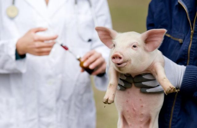 Vaccinations for pigs