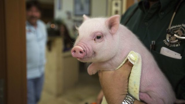 Vaccinations for pigs