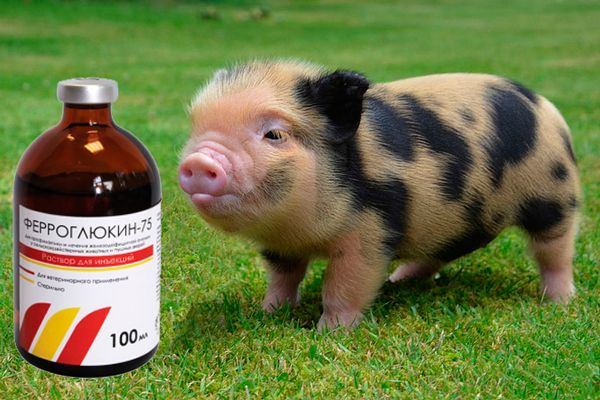 Vaccinations for pigs