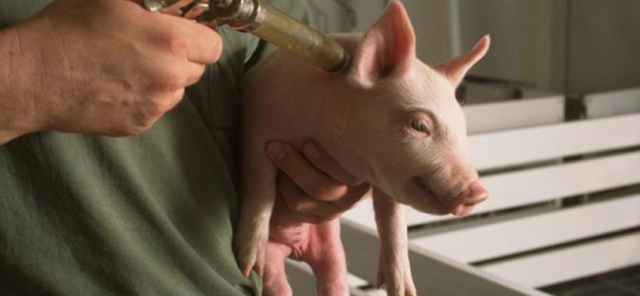 Vaccinations for pigs