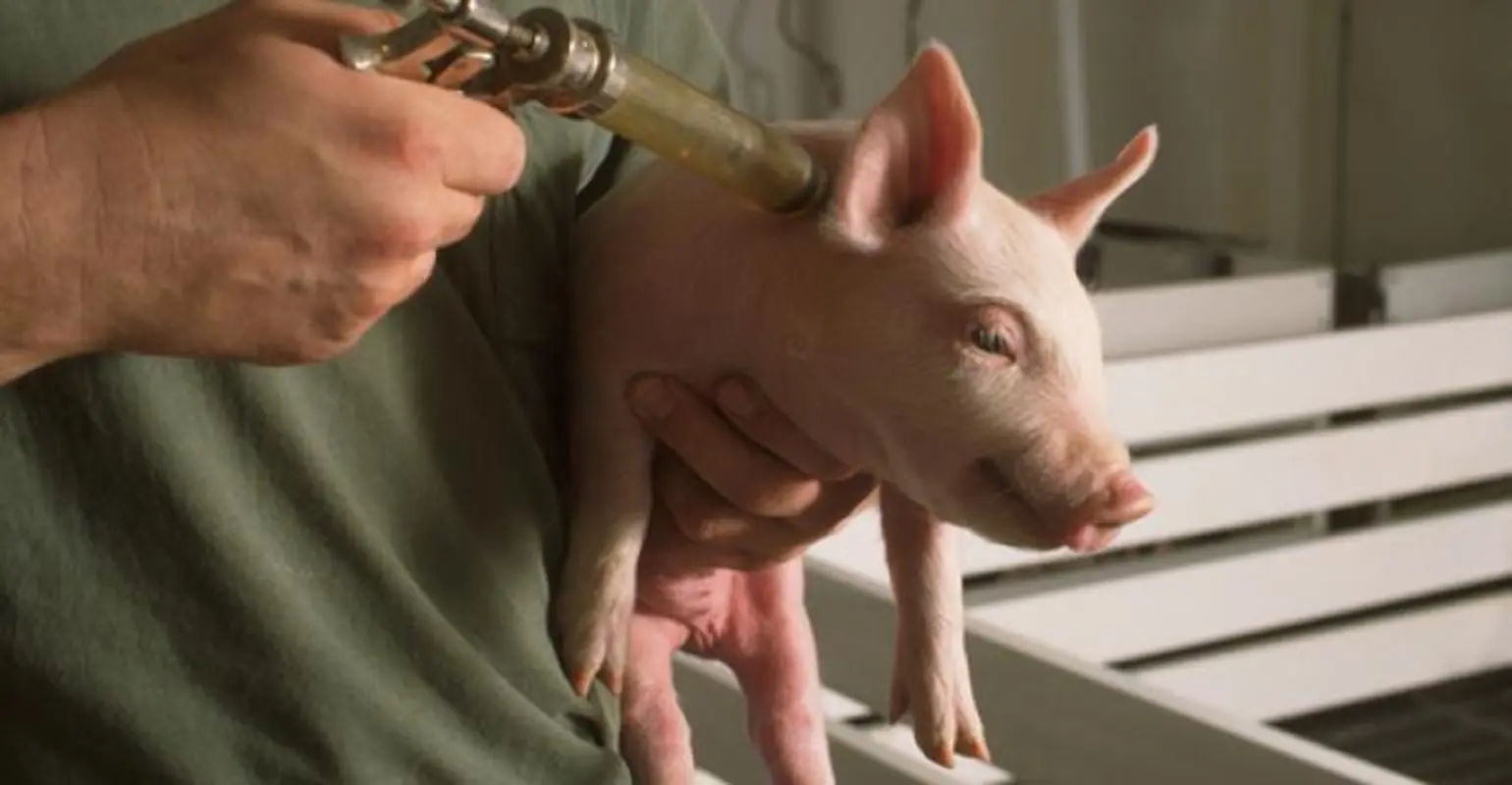 Vaccinations for pigs