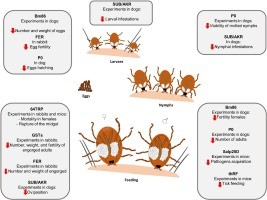 Vaccine «against ticks» &#8211; price, action, indications, effectiveness