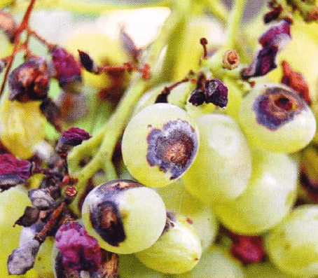 Valentina grapes