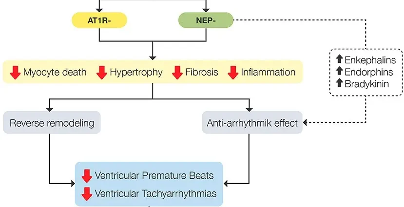 Valsartan for hypertension &#8211; mechanism of action, indications, side effects of use