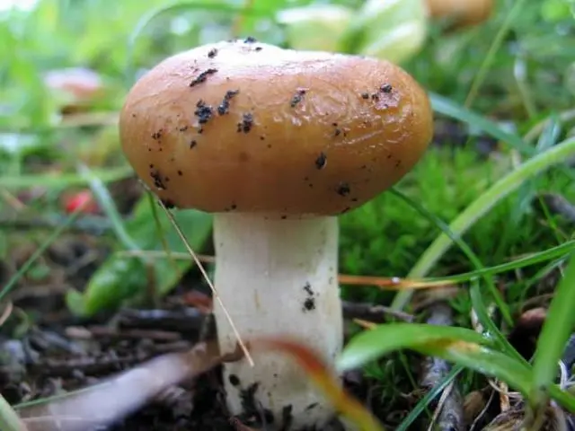 Valui: where the mushroom grows, what it looks like, is it possible to eat