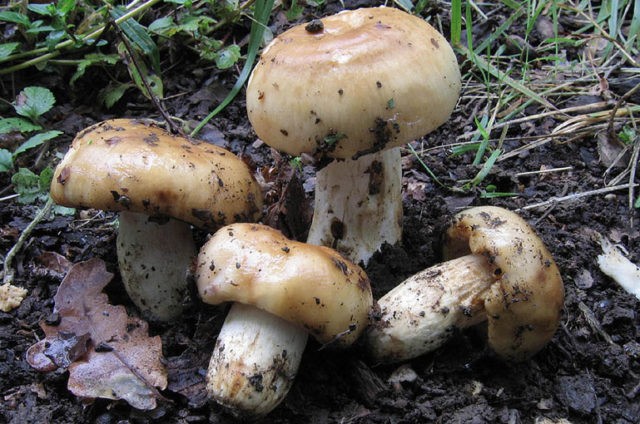 Valui: where the mushroom grows, what it looks like, is it possible to eat