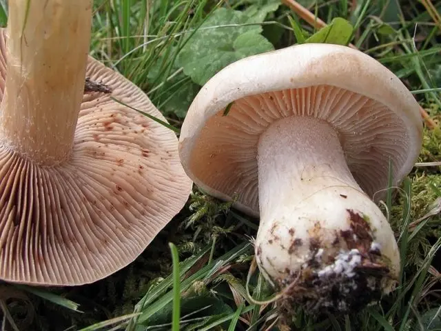 Valui: where the mushroom grows, what it looks like, is it possible to eat