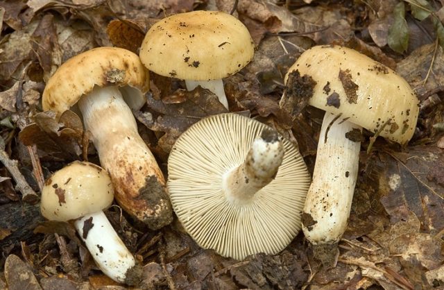 Valui: where the mushroom grows, what it looks like, is it possible to eat