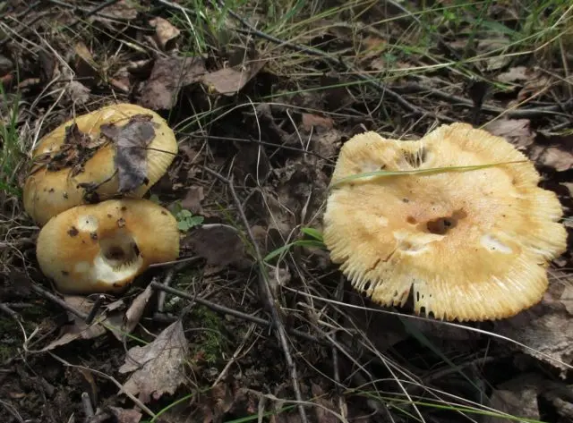 Valui: where the mushroom grows, what it looks like, is it possible to eat