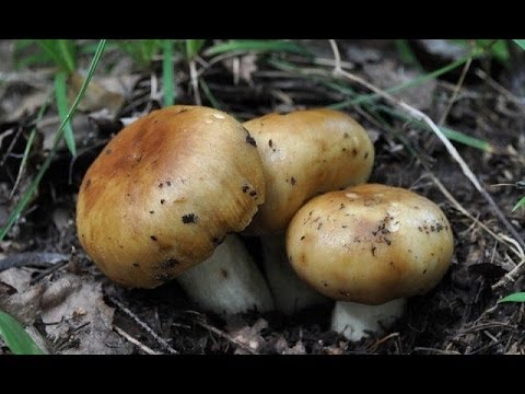 Valui: where the mushroom grows, what it looks like, is it possible to eat