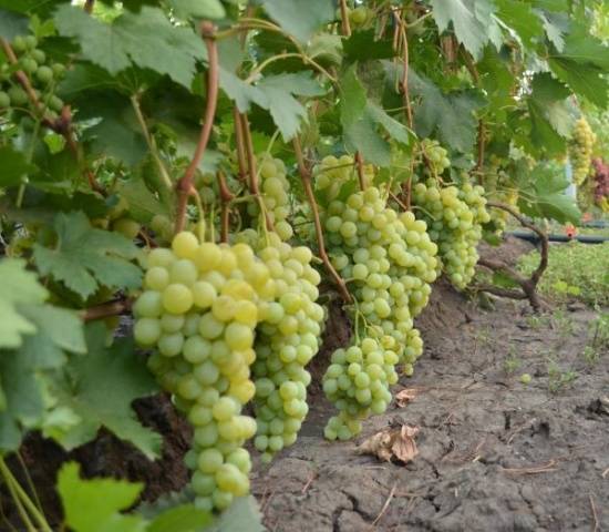 Vanyusha grapes