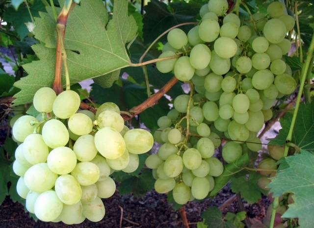 Vanyusha grapes