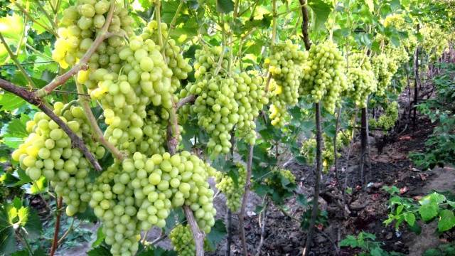 Vanyusha grapes