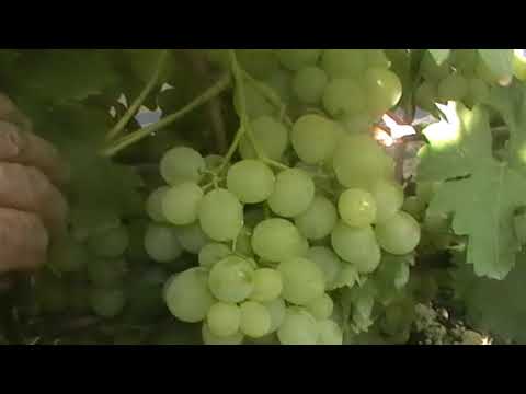 Vanyusha grapes