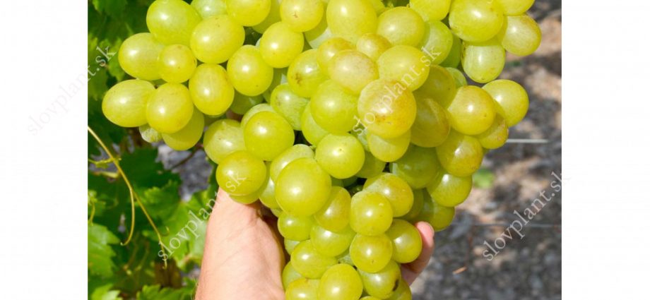 Vanyusha grapes – Healthy Food Near Me