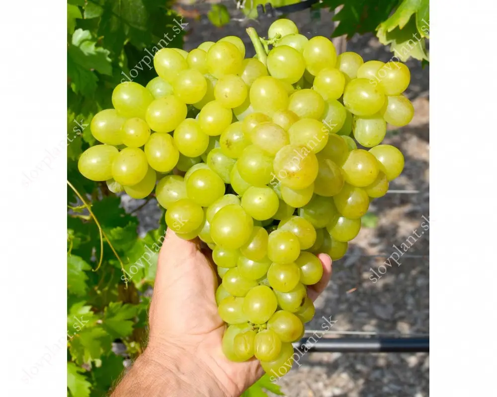 Vanyusha grapes