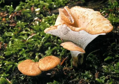 Variable polypore (Cerioporus varius) photo and description