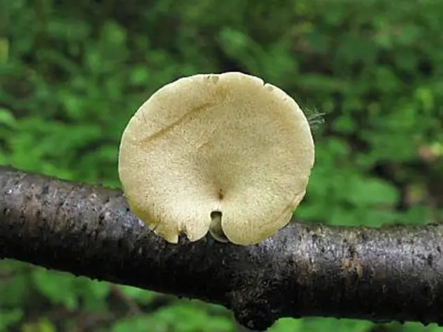 Variable tinder fungus (Polyporus varius): photo and description