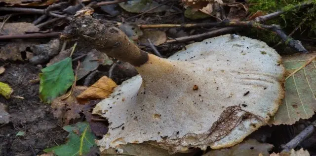 Variable tinder fungus (Polyporus varius): photo and description