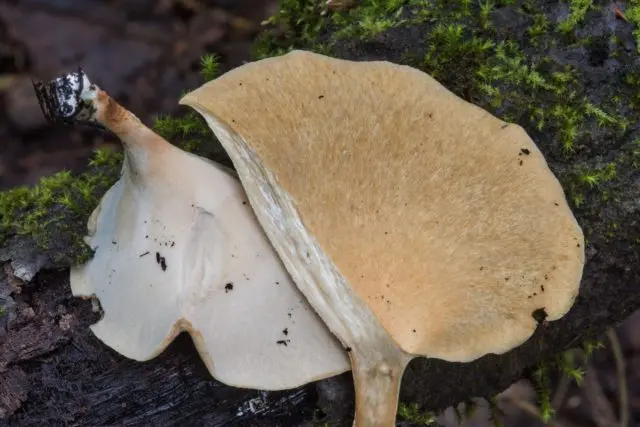 Variable tinder fungus (Polyporus varius): photo and description