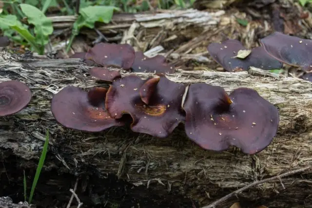 Variable tinder fungus (Polyporus varius): photo and description