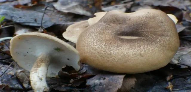 Variable tinder fungus (Polyporus varius): photo and description