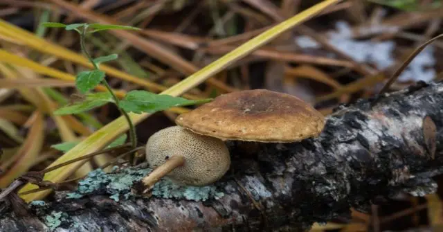 Variable tinder fungus (Polyporus varius): photo and description