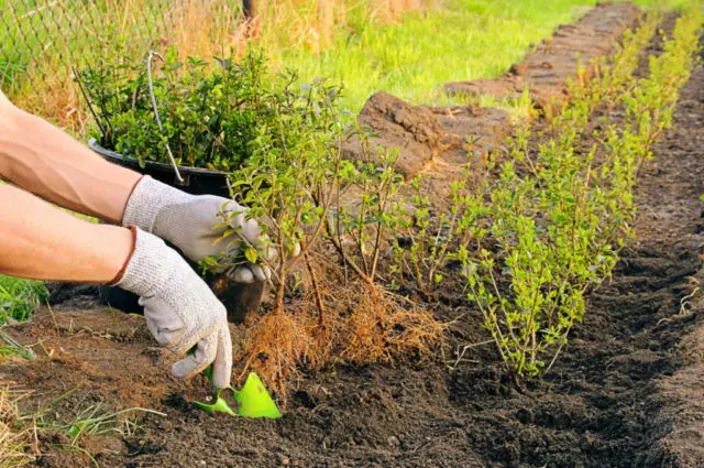 Variegated derain: planting and care