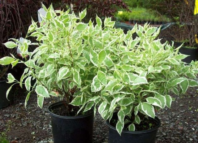 Variegated derain: planting and care