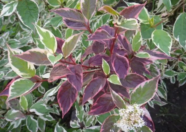 Variegated derain: planting and care