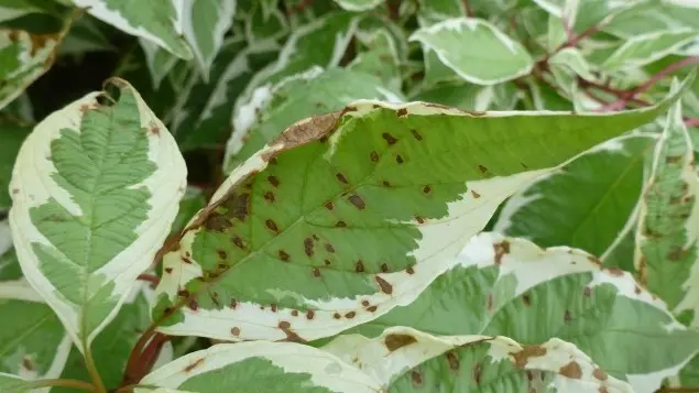 Variegated derain: planting and care