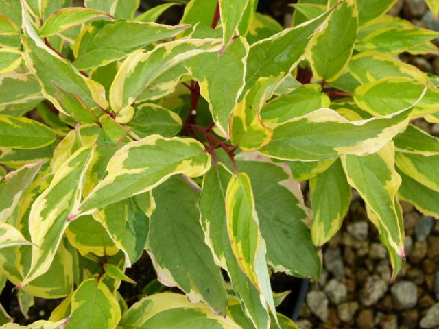 Variegated derain: planting and care