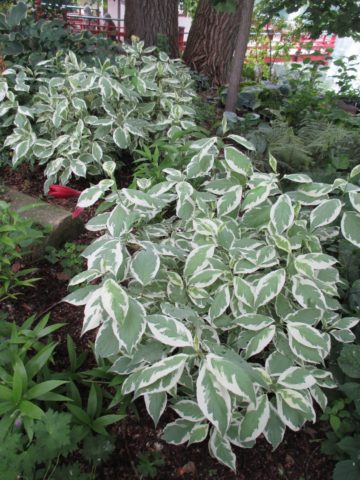 Variegated derain: planting and care