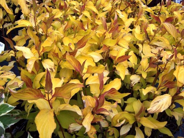 Variegated derain: planting and care