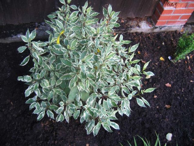 Variegated derain: planting and care