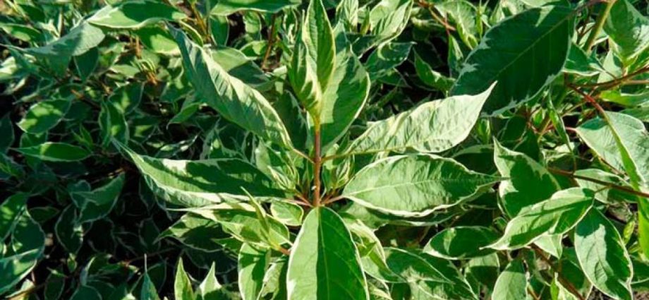 Variegated derain: planting and care