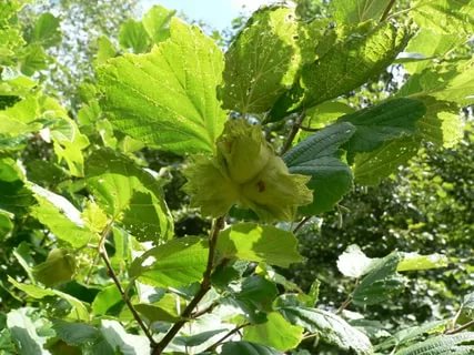 Variegated hazel: photo and description