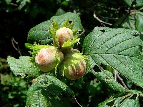 Variegated hazel: photo and description