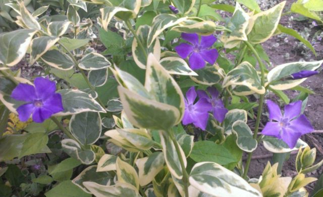 Variegated periwinkle: planting and care, photos in landscape design