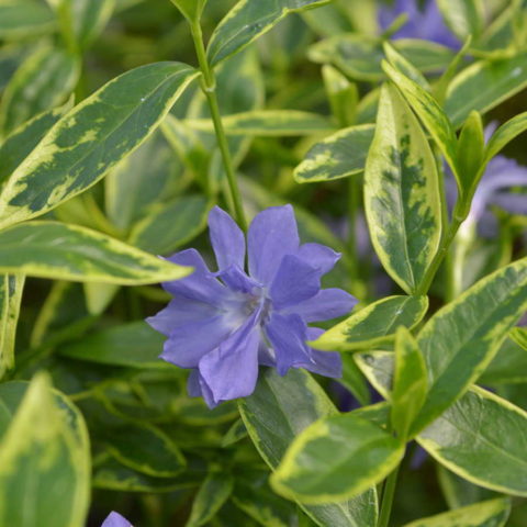 Variegated periwinkle: planting and care, photos in landscape design