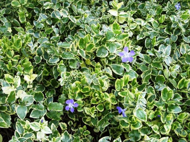 Variegated periwinkle: planting and care, photos in landscape design