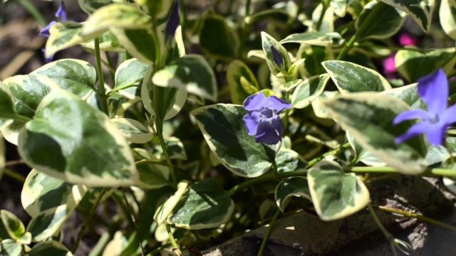 Variegated periwinkle: planting and care, photos in landscape design