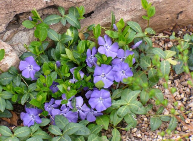 Variegated periwinkle: planting and care, photos in landscape design