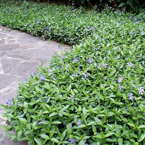 Variegated periwinkle: planting and care, photos in landscape design