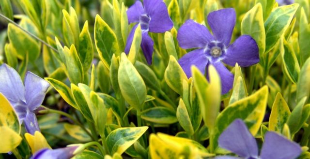 Variegated periwinkle: planting and care, photos in landscape design