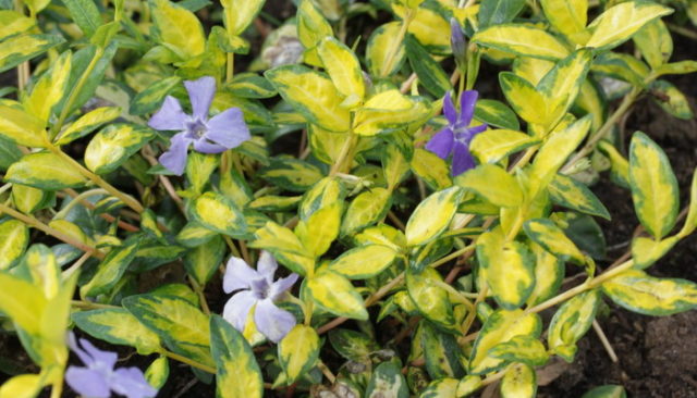 Variegated periwinkle: planting and care, photos in landscape design